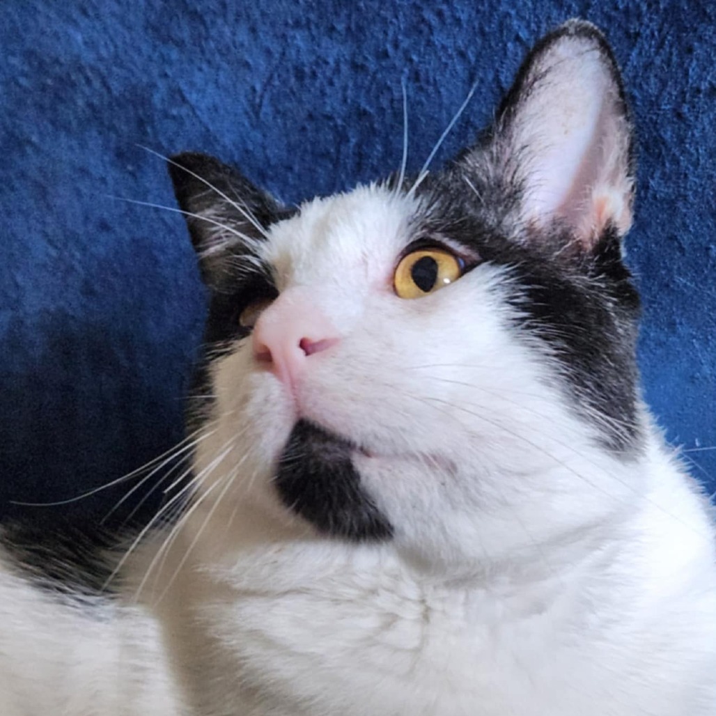 Zane, an adoptable Domestic Short Hair in Bismarck, ND, 58507 | Photo Image 1