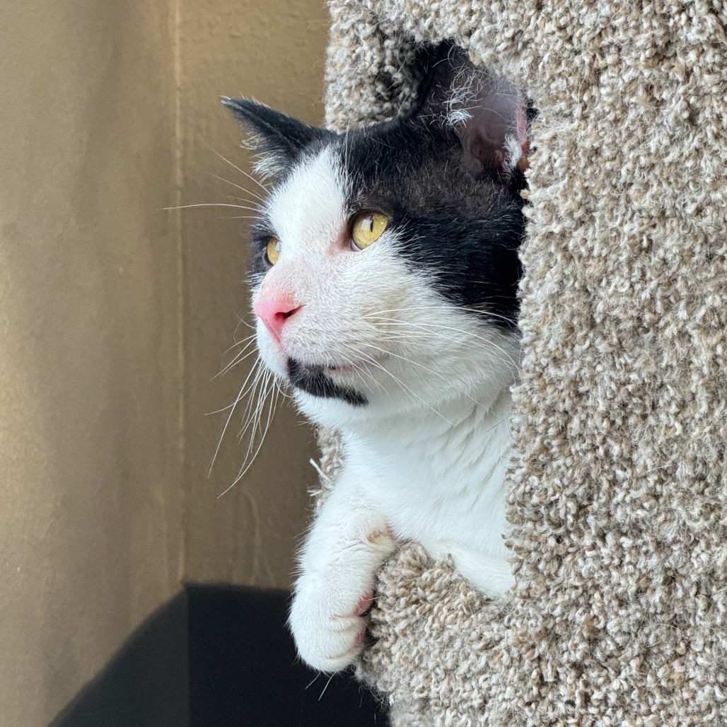 Zane, an adoptable Domestic Short Hair in Bismarck, ND, 58507 | Photo Image 1
