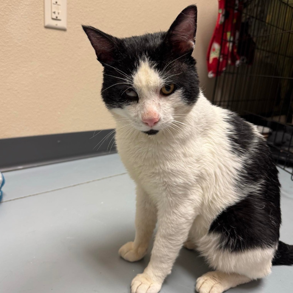 Zane, an adoptable Domestic Short Hair in Bismarck, ND, 58507 | Photo Image 2
