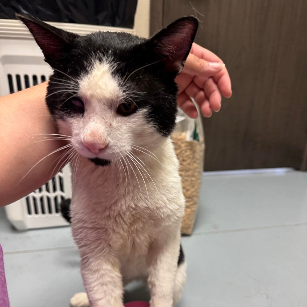 Zane, an adoptable Domestic Short Hair in Bismarck, ND, 58507 | Photo Image 3