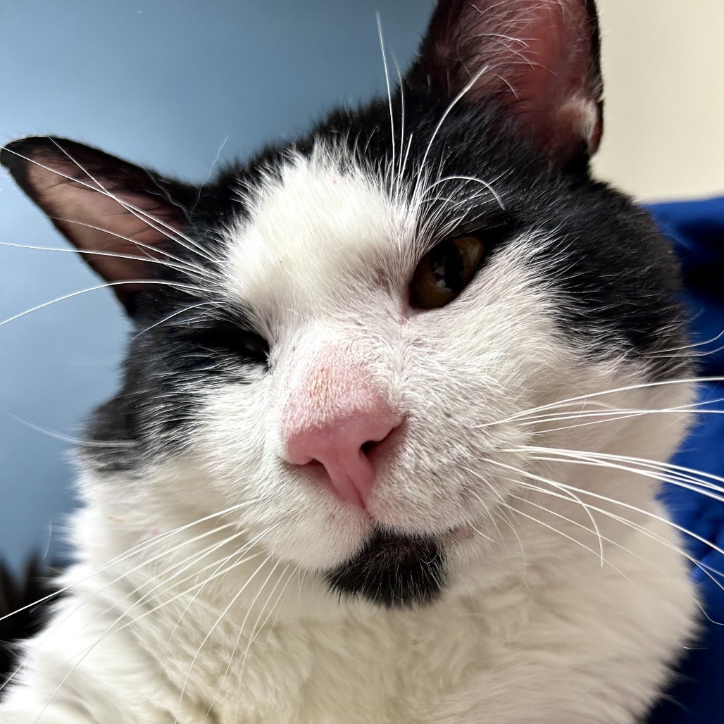 Zane, an adoptable Domestic Short Hair in Bismarck, ND, 58507 | Photo Image 4