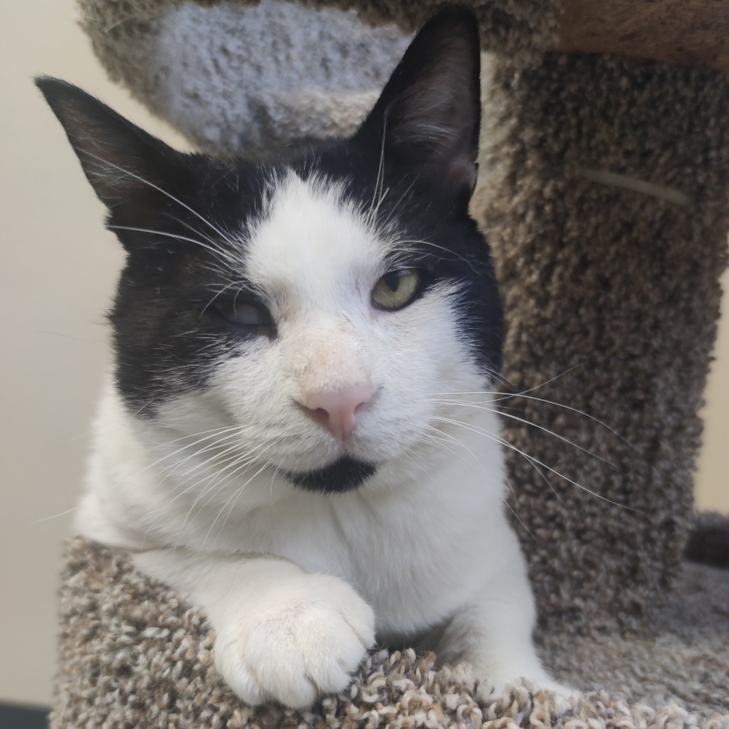 Zane, an adoptable Domestic Short Hair in Bismarck, ND, 58507 | Photo Image 5