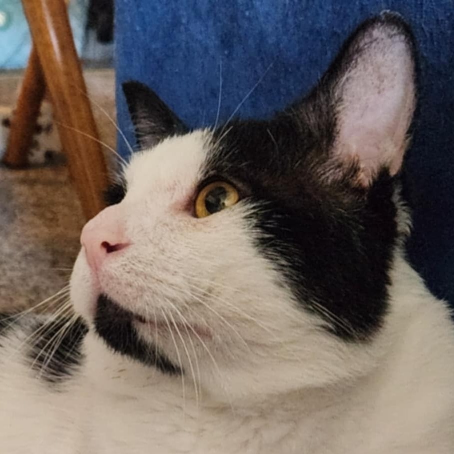 Zane, an adoptable Domestic Short Hair in Bismarck, ND, 58507 | Photo Image 6