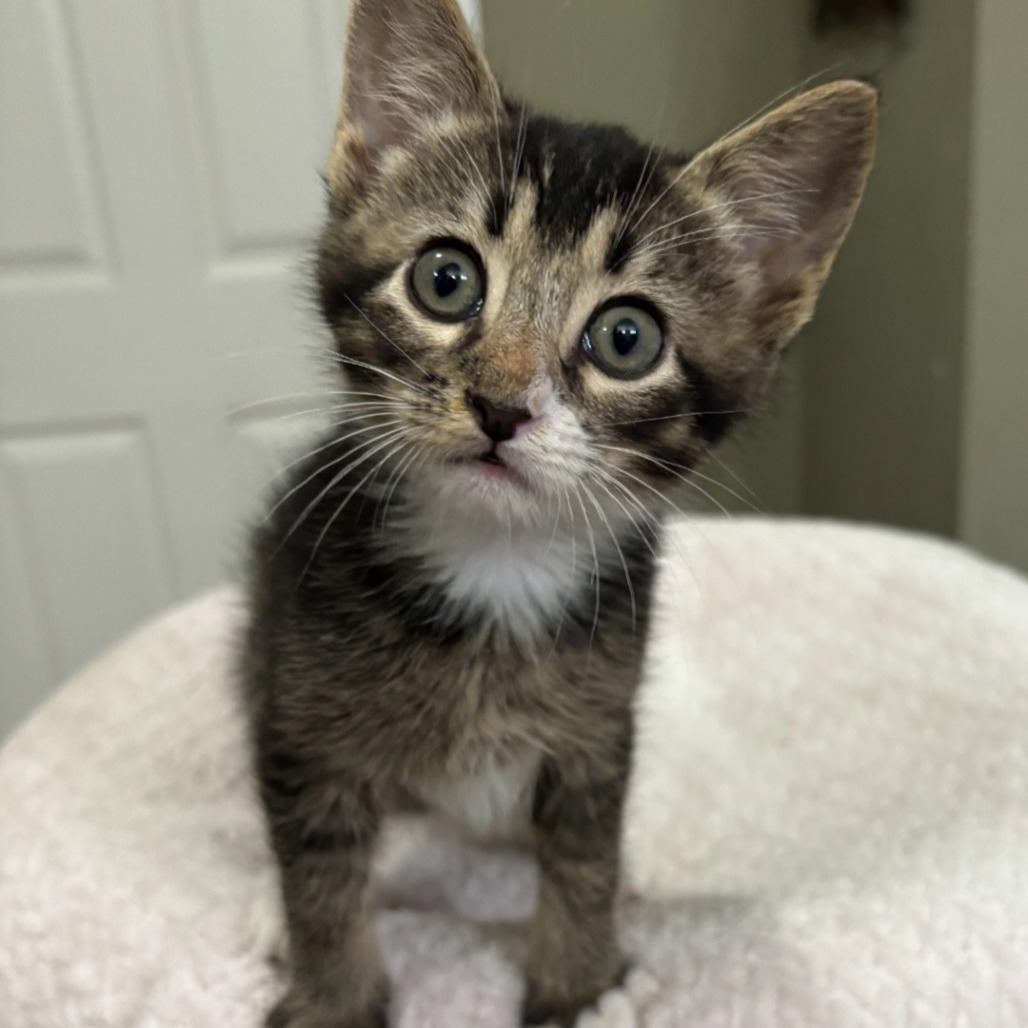 Clark Kent, an adoptable Domestic Short Hair in Starkville, MS, 39760 | Photo Image 1