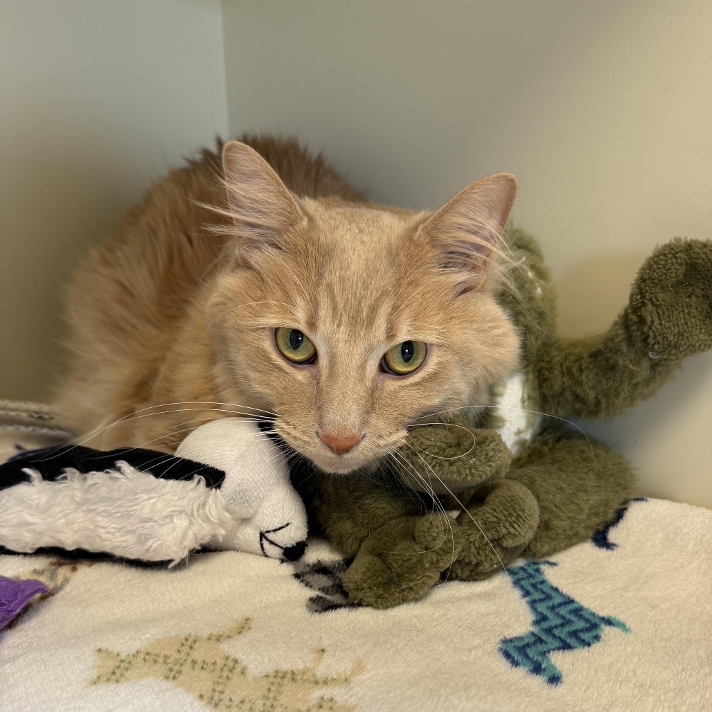 Hamilton, an adoptable Domestic Medium Hair in Cody, WY, 82414 | Photo Image 1