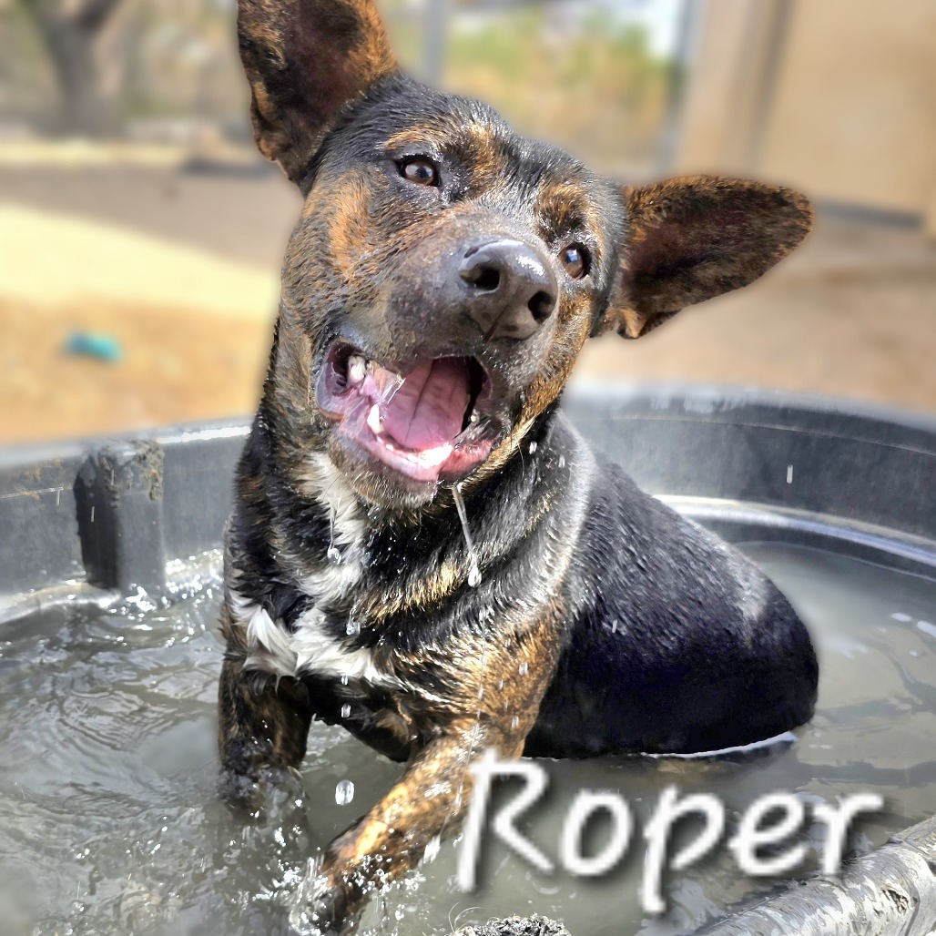 Roper, an adoptable Mixed Breed in Wickenburg, AZ, 85390 | Photo Image 1