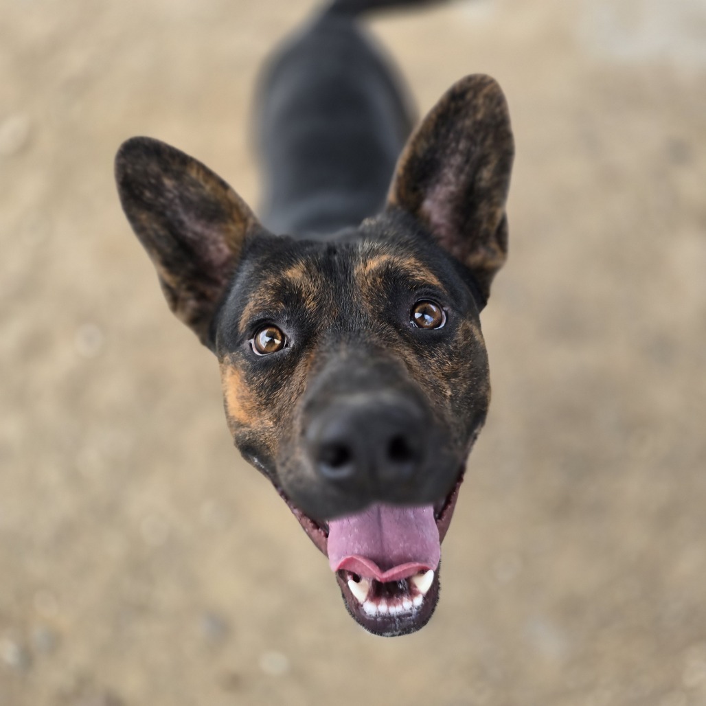 Roper, an adoptable Mixed Breed in Wickenburg, AZ, 85390 | Photo Image 1
