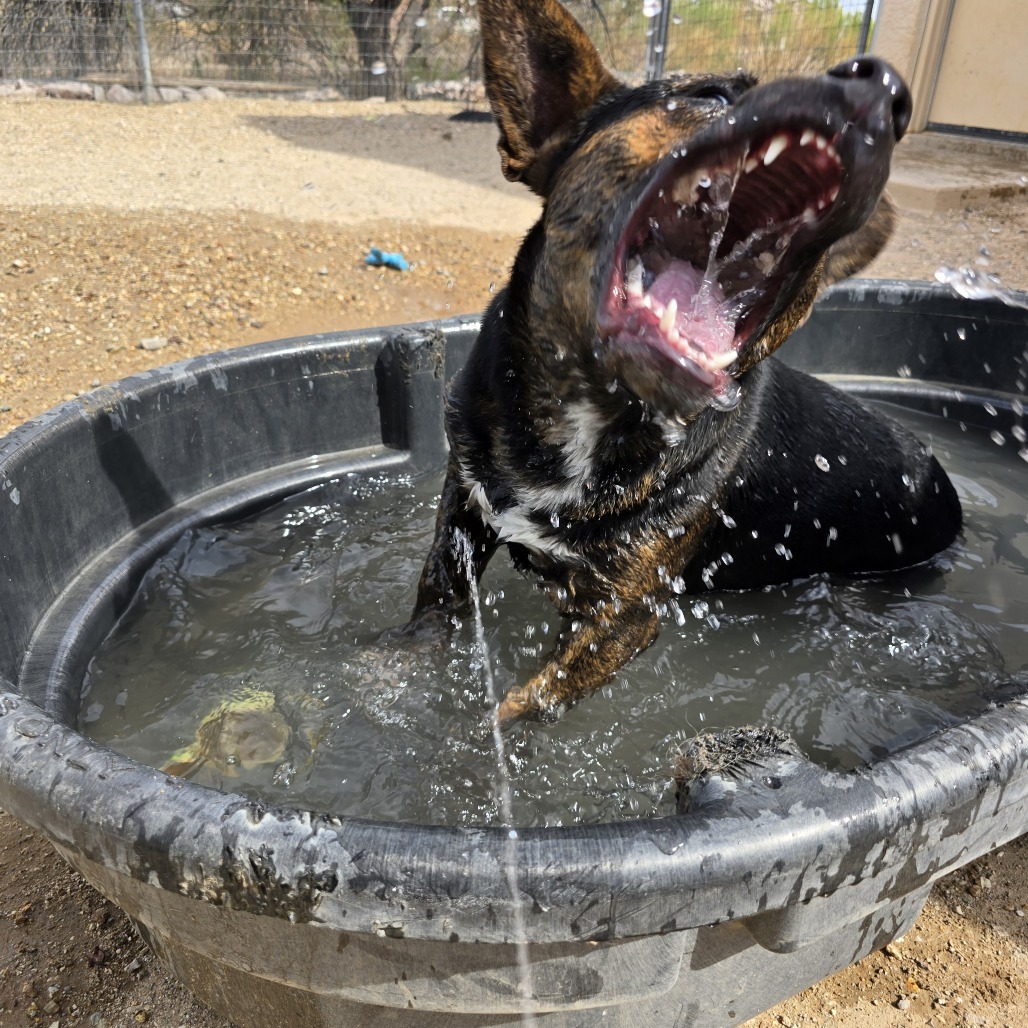 Roper, an adoptable Mixed Breed in Wickenburg, AZ, 85390 | Photo Image 2