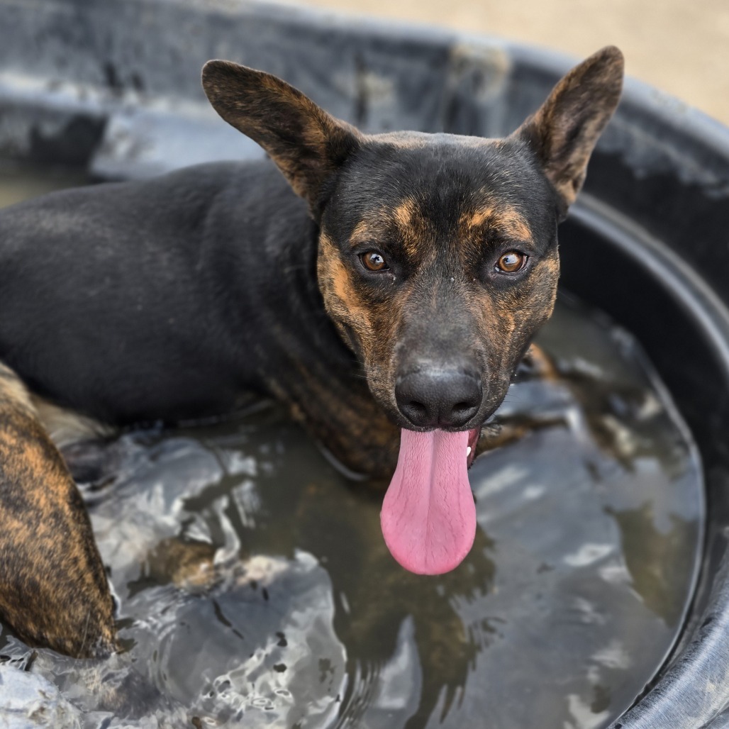 Roper, an adoptable Mixed Breed in Wickenburg, AZ, 85390 | Photo Image 3