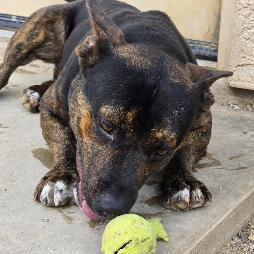 Roper, an adoptable Mixed Breed in Wickenburg, AZ, 85390 | Photo Image 4