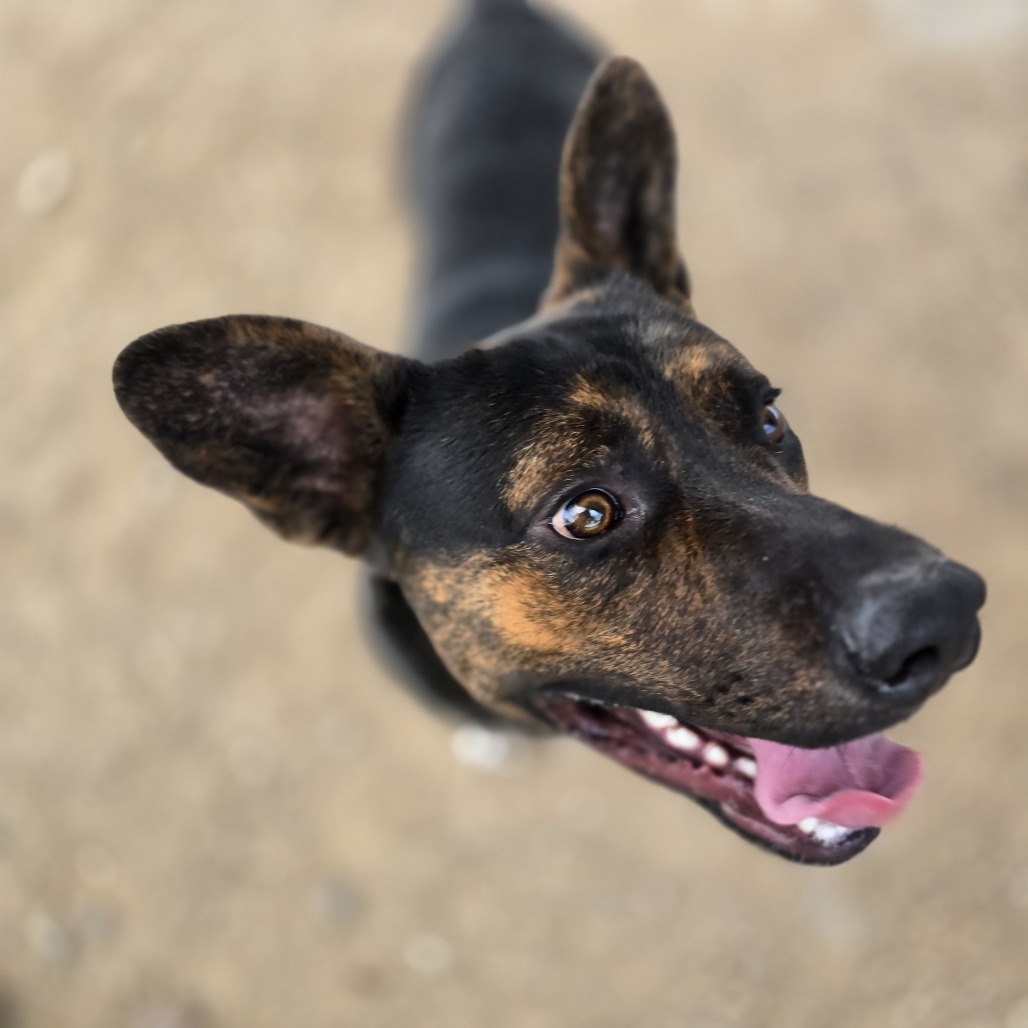Roper, an adoptable Mixed Breed in Wickenburg, AZ, 85390 | Photo Image 6