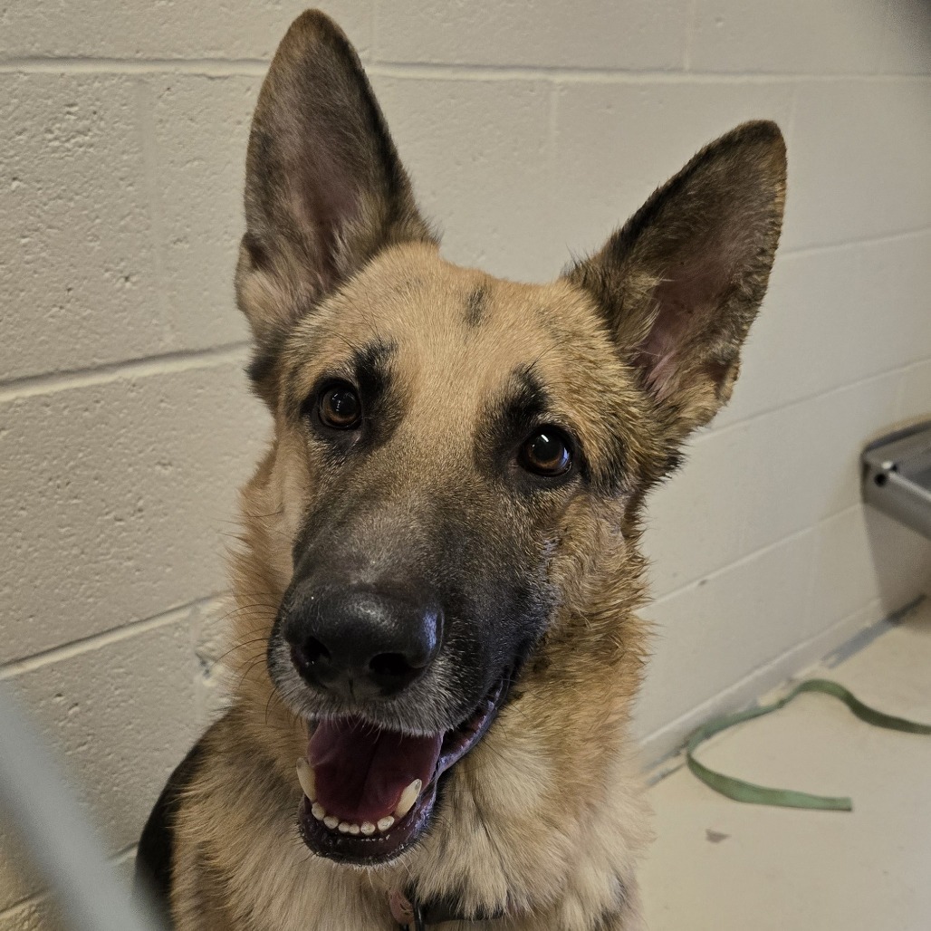 Rex, an adoptable German Shepherd Dog in Wickenburg, AZ, 85390 | Photo Image 2