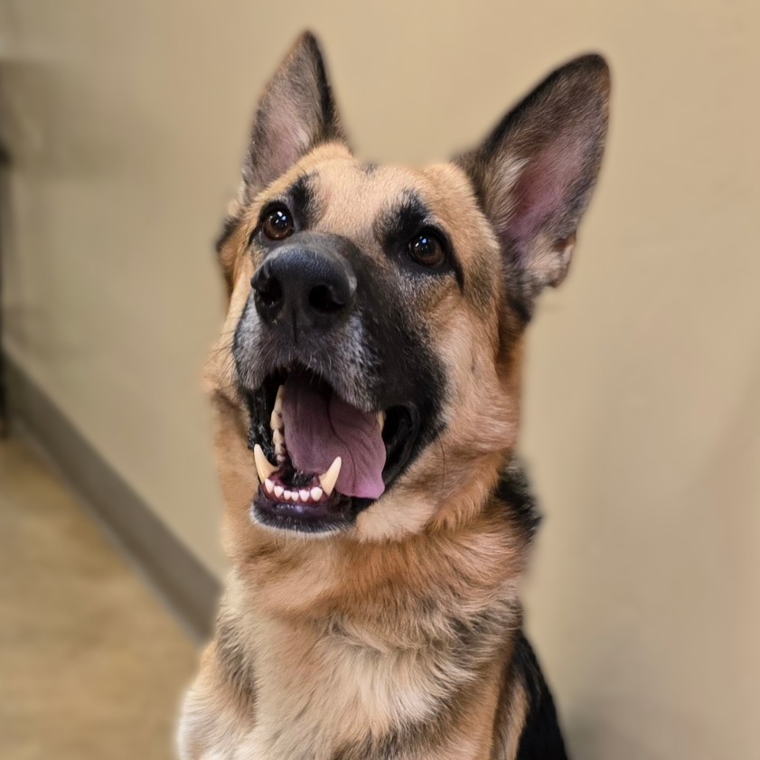 Rex, an adoptable German Shepherd Dog in Wickenburg, AZ, 85390 | Photo Image 2