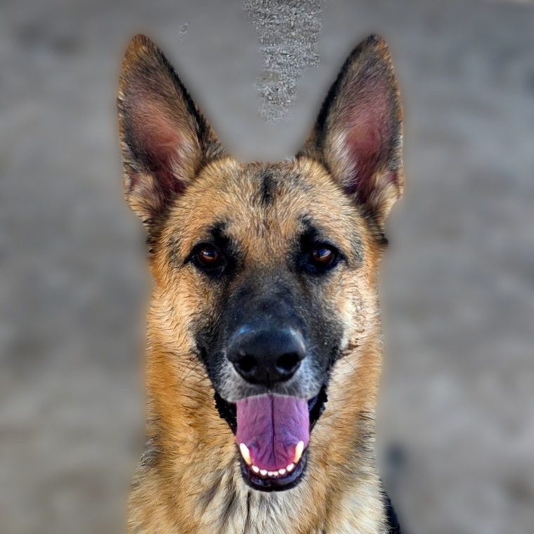 Rex, an adoptable German Shepherd Dog in Wickenburg, AZ, 85390 | Photo Image 4