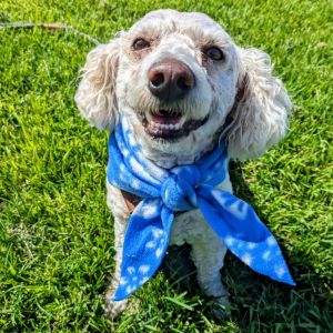 Hi My name is Zimba and Im at the Santa Maria Campus Im a 3 year old male Bichon Frise