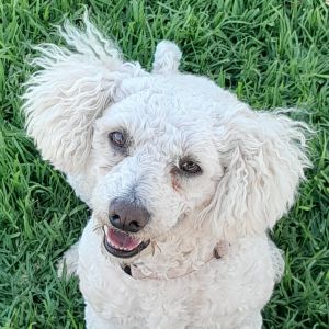 Hi My name is Zimba and Im at the Santa Maria Campus Im a 3 year old male Bichon Frise