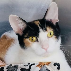 Judy, Adult Female unknown