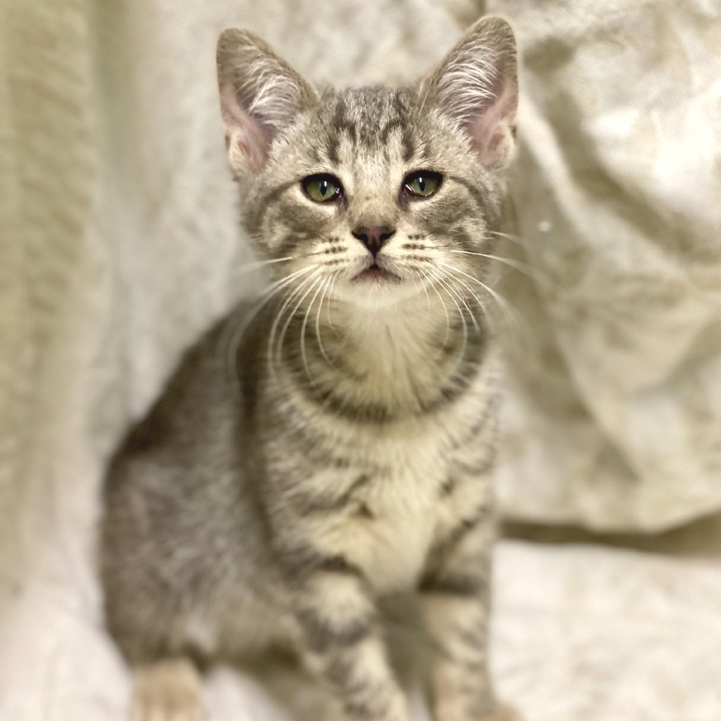 Darla