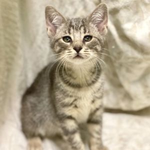 Darla, Baby Female Domestic Short Hair