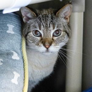 Lochlann, Senior Male Siamese