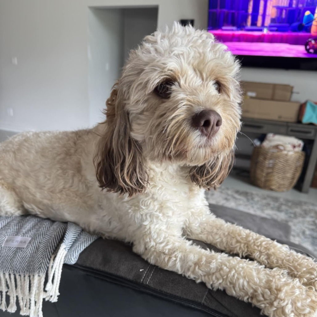 Chip, an adoptable Cockapoo in Cloquet, MN, 55720 | Photo Image 1
