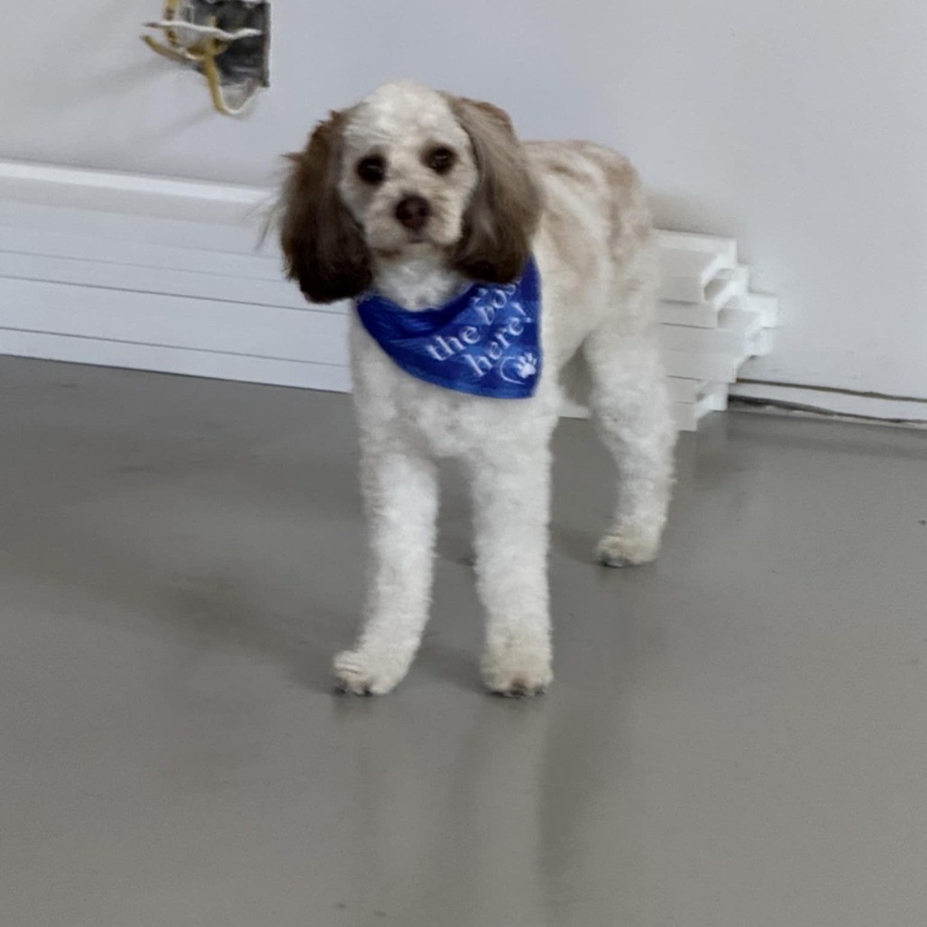Chip, an adoptable Cockapoo in Cloquet, MN, 55720 | Photo Image 2