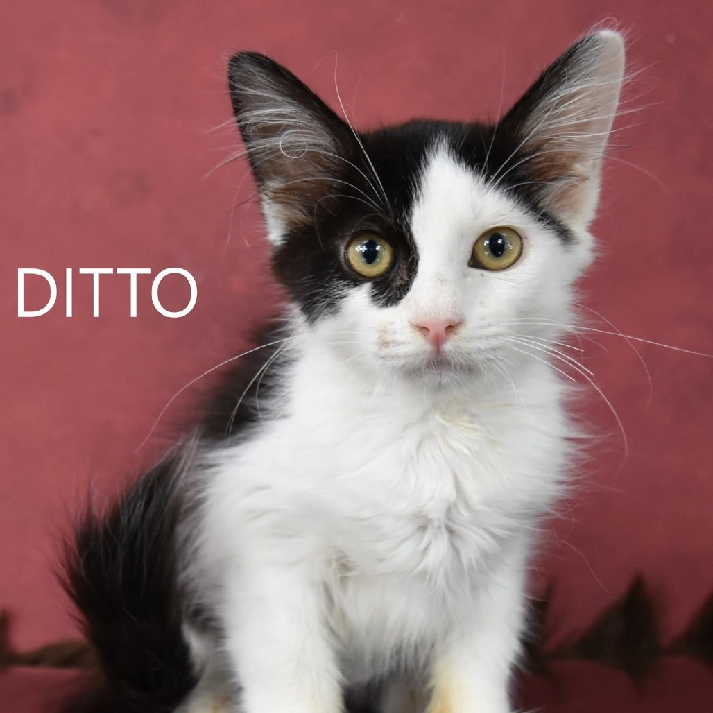 Ditto