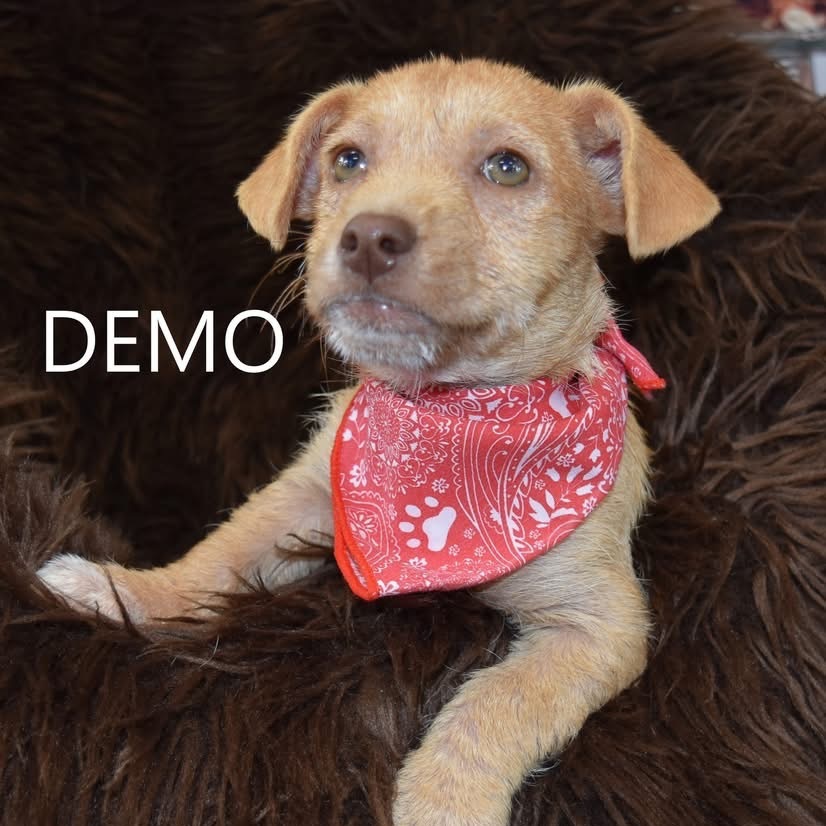 Demo