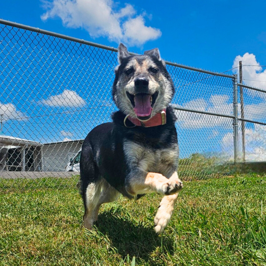 Dog for adoption - Barbie, a Shepherd Mix in Jefferson city