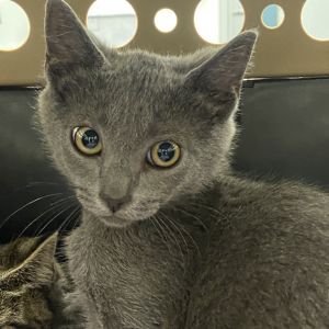 Dimitri, Baby Male Domestic Short Hair