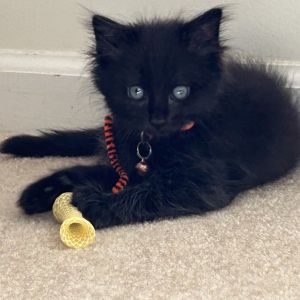 Ness, Baby Male Domestic Short Hair