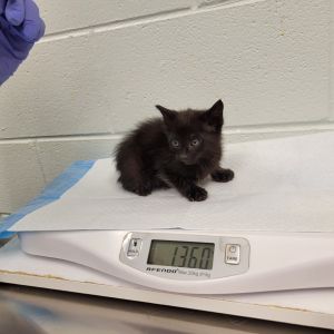 Whopper, Baby Male Domestic Short Hair