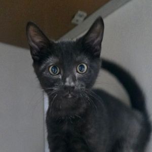 Massey, Baby Male Domestic Short Hair