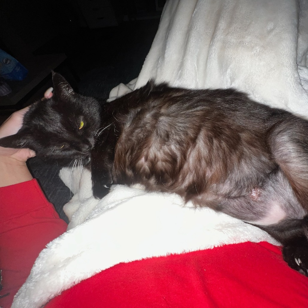 Skya (In Foster)