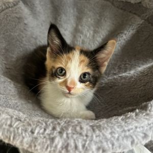 Leia, Baby Female Domestic Short Hair