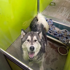 Meet Damian - Your Gentle Malamute Companion Damian is a loving 4yearold Alaskan Malamute from Idaho
