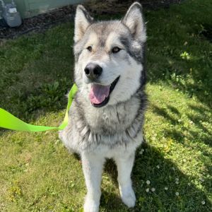Meet Damian - Your Gentle Malamute Companion Damian is a loving 4yearold Alaskan Malamute from Idaho