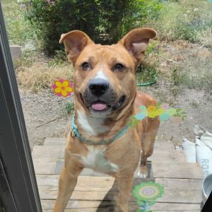 If you are interested in meeting Scooby please contact281 943-9970 to schedule