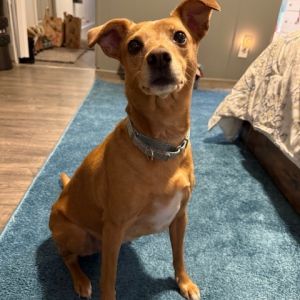 Zoey is a very sweet and quiet girl She loves to lounge around on the couch or snuggle in bed