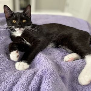 Newton, Baby Male Domestic Short Hair