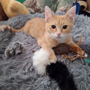 Olena, Young Female Domestic Short Hair