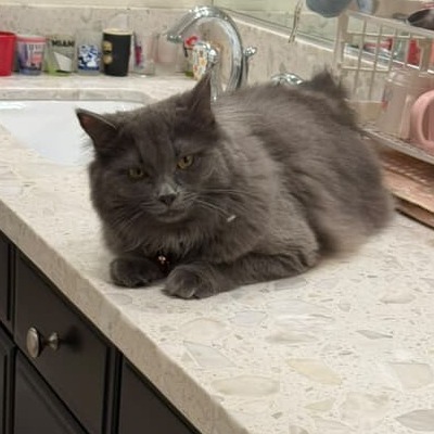 Nova, an adoptable Nebelung, Russian Blue in Garden Grove, CA, 92841 | Photo Image 1