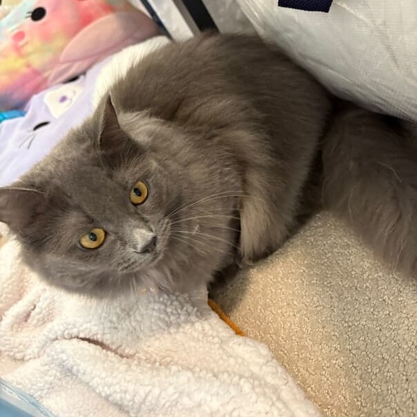 Nova, an adoptable Nebelung, Russian Blue in Garden Grove, CA, 92841 | Photo Image 2