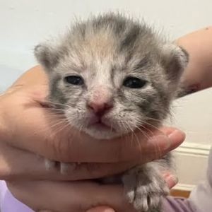 Sophia, Baby Female Domestic Short Hair