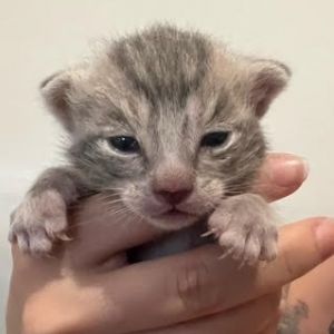 Ellis, Baby Male Domestic Short Hair