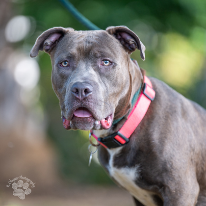 Sebastian, an adoptable Pit Bull Terrier, Mixed Breed in Honolulu, HI, 96826 | Photo Image 1