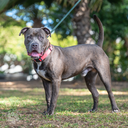 Sebastian, an adoptable Pit Bull Terrier, Mixed Breed in Honolulu, HI, 96826 | Photo Image 2