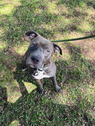 Sebastian, an adoptable Pit Bull Terrier, Mixed Breed in Honolulu, HI, 96826 | Photo Image 3