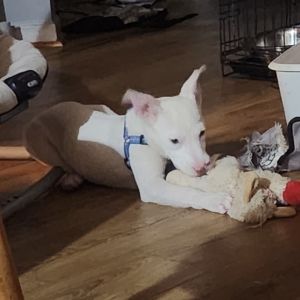 Wasabi Mixed Breed Dog