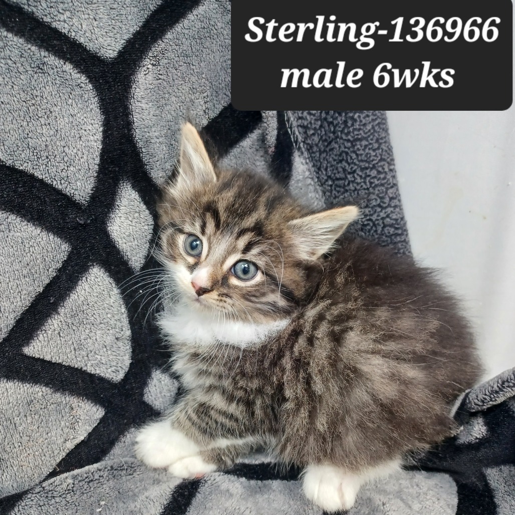 Sterling, an adoptable Ragdoll, Domestic Short Hair in New Tazewell, TN, 37825 | Photo Image 1